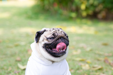 Happy dog pug breed smile with funny face lying on green grass in garden,Purebred pug dog healthy Concept