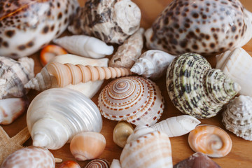 Close up view of beautiful seashells and starfish piled together as texture and background for design. Ocean life.   