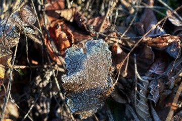  Makro pflanzt Blätter im Frost im Reif