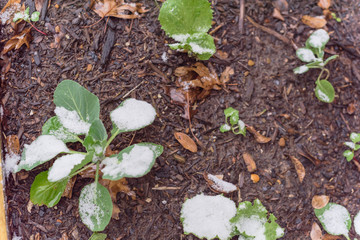 Small broccoli plant in snow cover growing in raised garden bed near Dallas, Texas