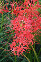 Red Spider Lily (Lycoris radiata var. pumila). Called Surprise Lily, Hell Flower, Red Magic Lily and Equinox flower also.