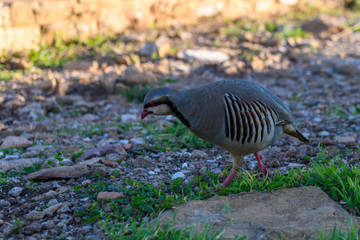 Wild Red-legged Partridge (Alectoris rufa) in natural habitat at Cape Sounion in Attica, Greece