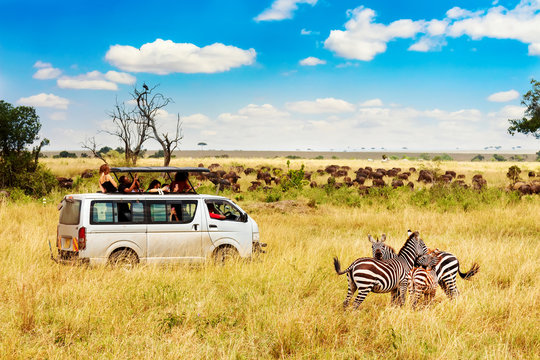 Fototapeta Safari concept. Zebra couple with safari car in african savannah. Masai Mara national park, Kenya.