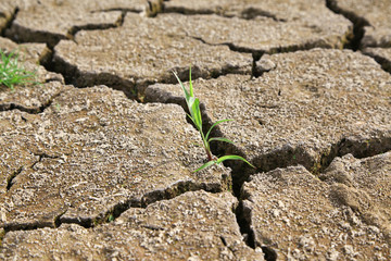 Warning of global warming : Impossible farming