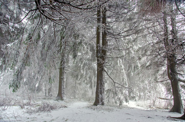 Winterwald 