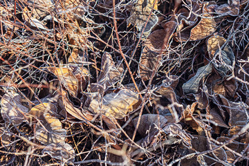  Makro pflanzt Blätter im Frost im Reif