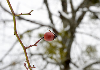red berries in the snow