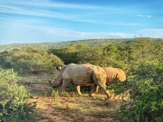 Fototapeta premium rhinoceros in africa