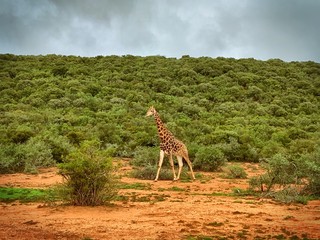 giraffe in africa