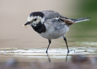 Adult White wagtail stands in shallow water with catched insect larva in the beak