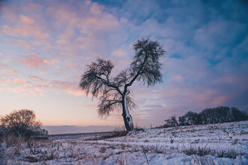 Fototapeta na wymiar Alone tree, colorful sky in background, photo with edit space