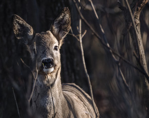 sarna © Sporywildlife