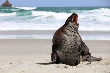 Neuseeländischer Seelöwe (Phocarctos hookeri) an einem Strand auf der Otago Halbinsel. Neuseeland