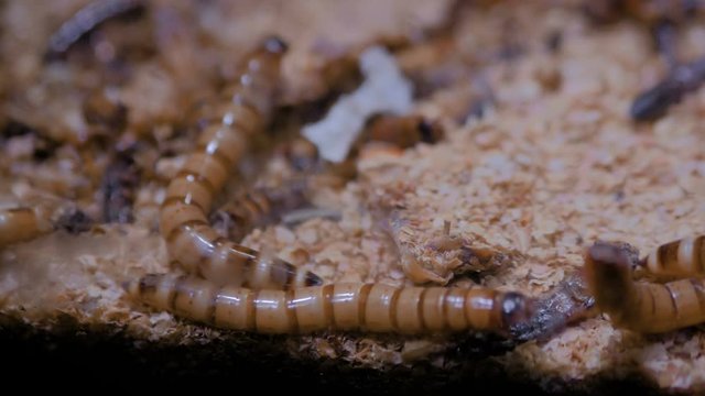 Group of zophobas morio worms in terrarium - close up view. Exotic animal, macro, insect and wildlife concept