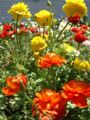Obraz premium Bouquet of flowers under the sunshine