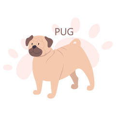 Shepherd. Beautiful purebred dog. Cute funny domestic pet.