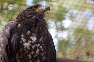 Vulture bird in a cage in a zoo. View from below.