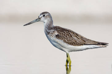 Adult Common greenshank close distance side posing deep in light water 