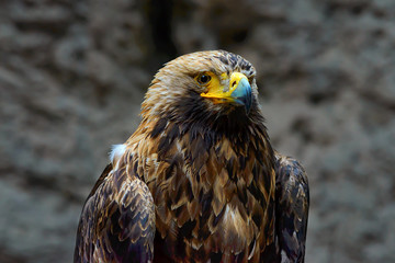 Mountain eagle Golden eagle sits on the background of a rock