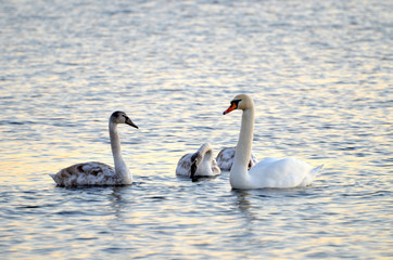 Swans swimming in the river, photo