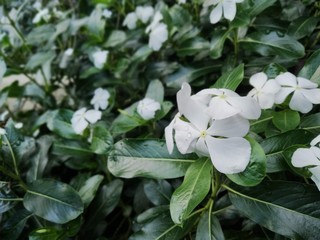 lily of the valley