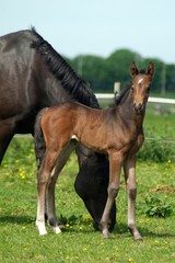 Fototapeta premium mare and foal on a field 