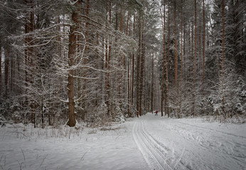 Winter forest in cenral Russia
