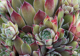 Sempervivum Nahaufnahme im Steingarten