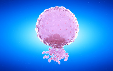 3d rendered medical illustration of a blastocyst