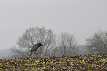Cranes standing in a field looking for food