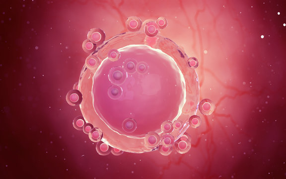 3d rendered medical illustration of a human egg cell
