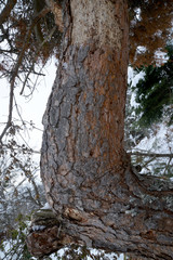 Obraz premium tree in the forest