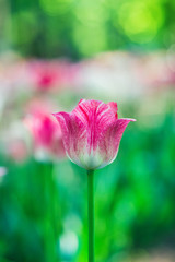 Pink and white speckled tulip flower on a blurred green background. Tulip garden in the spring. Natural floral background for design, cards, posters, Valentine's Day, free space for text