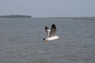 Seagull flying on the sea in Thailand