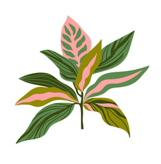 Tropical plant vector print for t-shirt design. Green leaves on the pink background. Vector design element isolated on the white background.