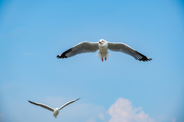 Seagull flying on the sea in Thailand