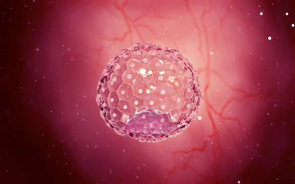 3d rendered medical illustration of a blastocyst