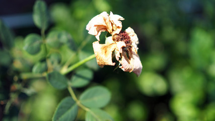 Dry rose in autumn garden side view. Flower in fall season sad autumn mood. Wilted rose flower.