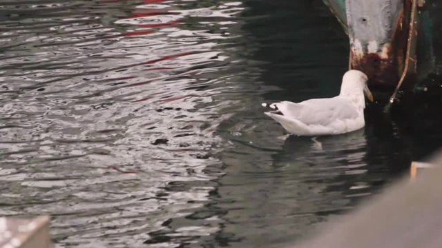 Seagull floating on the sea in search for food. Bird on the water bites some iron structure in search for food, Copenaghen, Denmark