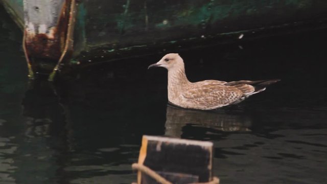 Bird floating and swimming on the sea in search for food. Bird on the water looking around in search for food, Copenaghen, Denmark