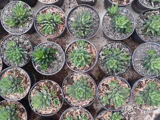 Various Colorful Beautiful Natural Green Cactus Plants in Clean Ceramic Pot in Succulents Farm for Interior and Exterior Home Cafe Decoration Purpose