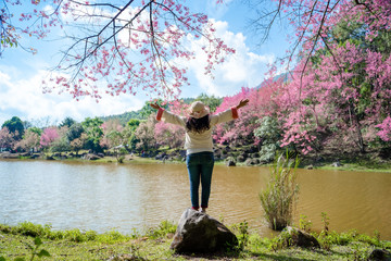 Asian woman in cherry blossom garden on a winter day, Chiang Mai, Thailand