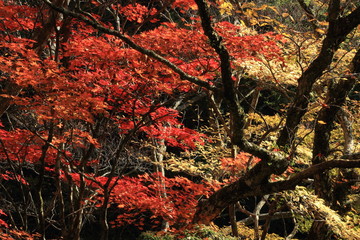 紅葉