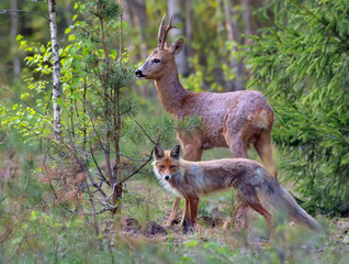 Red fox and Roe Deer size camparison in forest - hunter and prey together