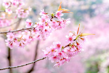 Cherry blossom flower in winter time on nature background. Shallow depth of field.