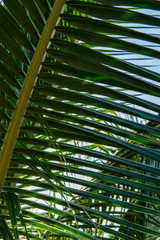 Obraz na płótnie Canvas close up of coconut palm leaf, tropical trees concept