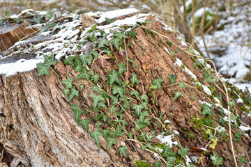 Ivy plant climbing on a tree stump