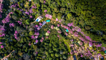 Obraz premium Aerial from drone, Pink sakura tree or Wild Himalayan Cherry on mountain, Doi Suthep Chiangmai, Thailand. Top view.