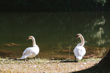 White Swans at Pang-Oung Thailand National Park