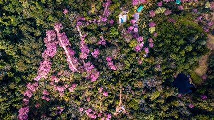 Obraz premium Aerial from drone, Pink sakura tree or Wild Himalayan Cherry on mountain, Doi Suthep Chiangmai, Thailand. Top view.